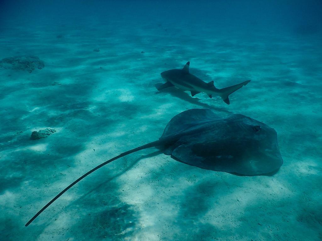 Poerani Moorea Εξωτερικό φωτογραφία